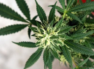 Florida adds dozens of medical marijuana dispensaries in the past year