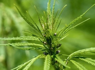 Cannabis May Reduce Pain in Treatment-Resistant Fibromyalgia