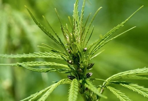 Cannabis May Reduce Pain in Treatment-Resistant Fibromyalgia