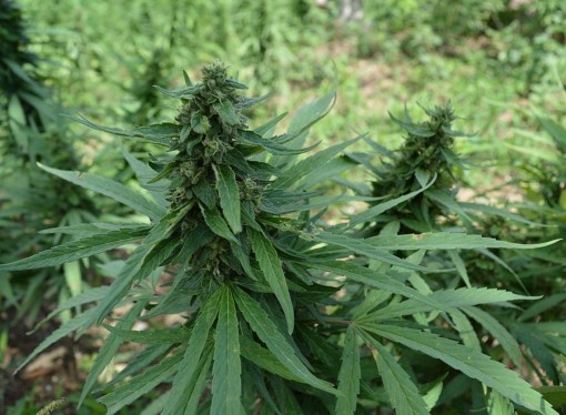 Medical Marijuana Approved for Production and Sale in Greece