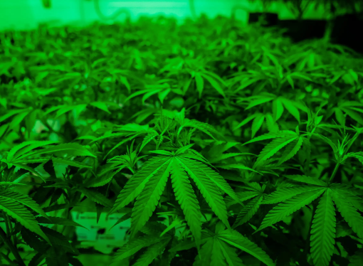 Watered-down expansion of Texas’ medical marijuana program poised to become law