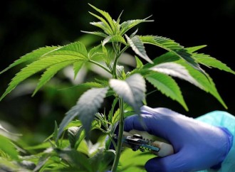 Patients hopeful for France’s medical cannabis experiment
