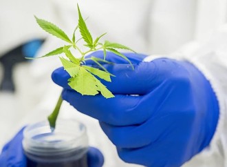 Aussie scientists claim a world first with deep dive into cannabis