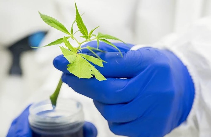 Aussie scientists claim a world first with deep dive into cannabis
