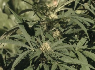 Medical marijuana advocates look to keep pressure on NC lawmakers