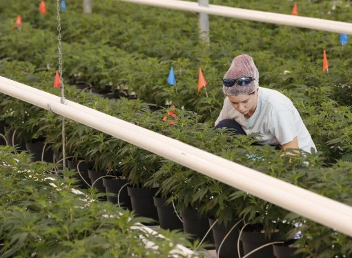 State cannabis board – in its first meeting – relaxes medical marijuana rules