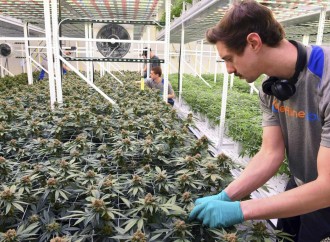 Minnesota court: Workers’ comp can’t cover medical marijuana