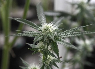 A new ‘Wild, Wild West’: Regulating state’s medical marijuana industry requires team effort