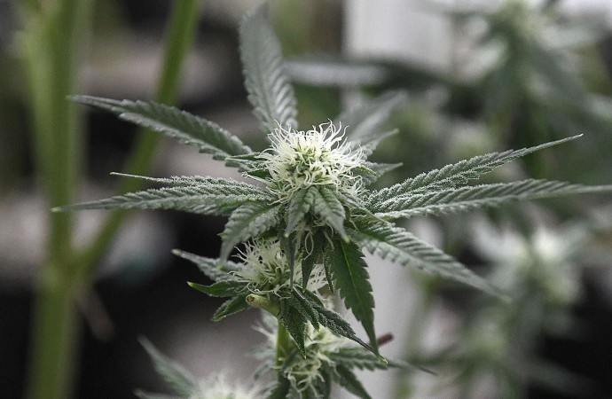 A new ‘Wild, Wild West’: Regulating state’s medical marijuana industry requires team effort