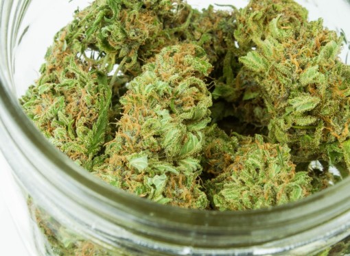 Florida is poised to move forward on Black farmer medical marijuana license