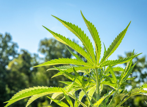 Cannabis could prevent Covid, study claims