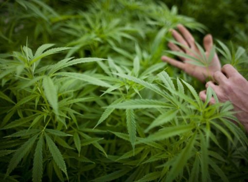 Criticism of Missouri medical marijuana system seeps into initiative petition debate