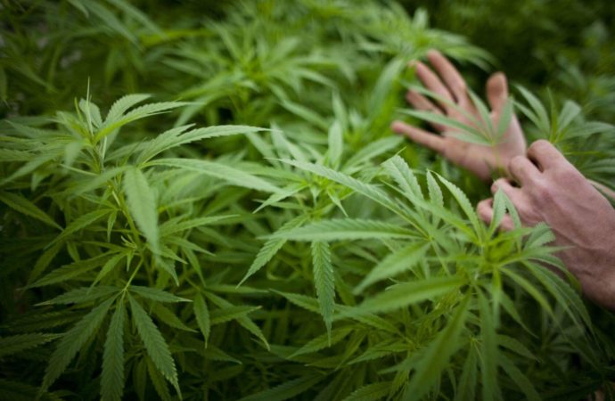Criticism of Missouri medical marijuana system seeps into initiative petition debate
