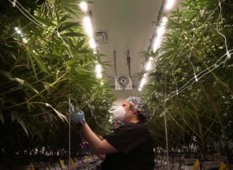 Booming Missouri medical marijuana industry bets on full legalization in 2022