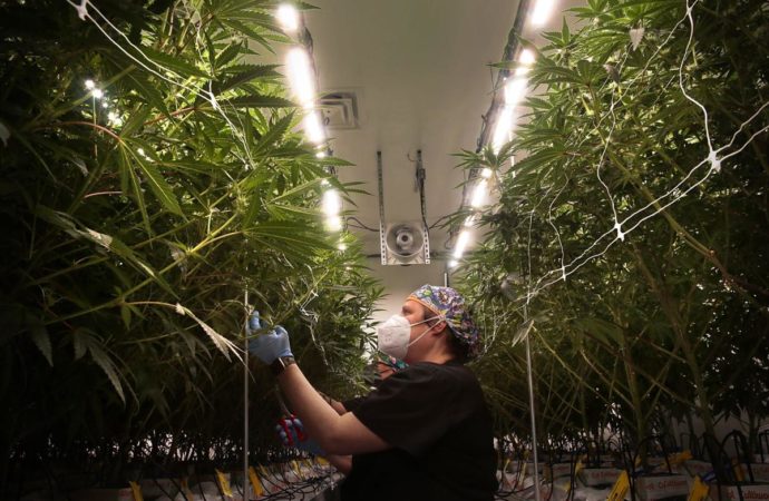 Booming Missouri medical marijuana industry bets on full legalization in 2022