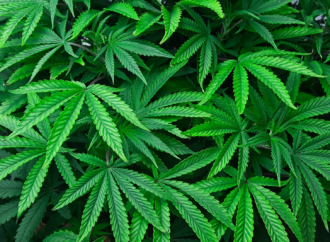 NJ Medical Marijuana Dispensaries Expected to Begin Legal Weed Sales