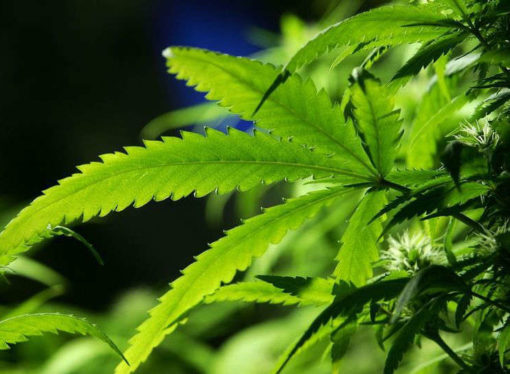 Cancer patient set up two weed farms to produce oil for ‘medicinal use’