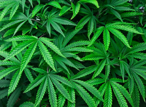 After Approving Medical Marijuana 5 Years Ago, Oklahoma Voters Reject Broader Legalization