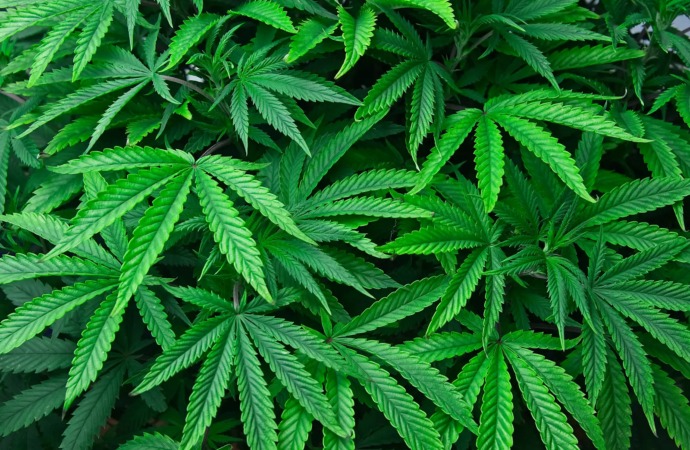 NJ Medical Marijuana Dispensaries Expected to Begin Legal Weed Sales