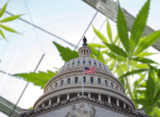 Need weed? DC Council says forget the medical marijuana prescription, just come and get it
