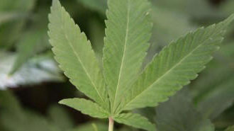 Arkansas Moves to Expand Medical Marijuana Access Through Ballot Initiative