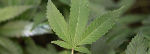 Arkansas Moves to Expand Medical Marijuana Access Through Ballot Initiative