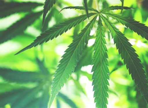 Georgia to Become First U.S. State to Sell Medical Marijuana in Pharmacies