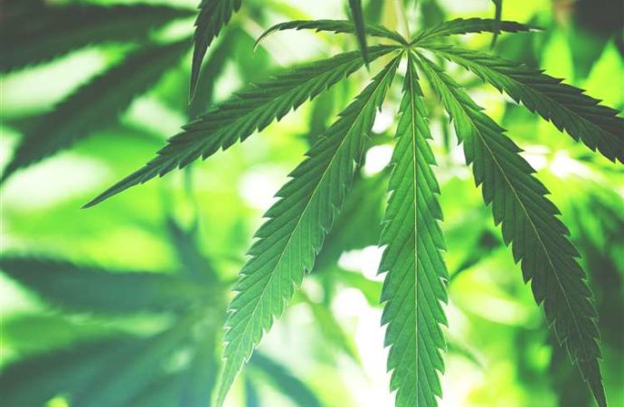 Georgia to Become First U.S. State to Sell Medical Marijuana in Pharmacies