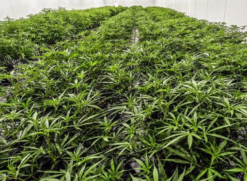 Arkansas medical marijuana sales on record pace