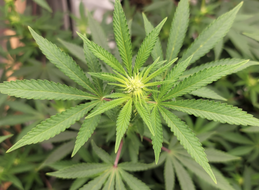 Medical Cannabis Oil Could Be Sold At Georgia Pharmacies Under Proposed Rules