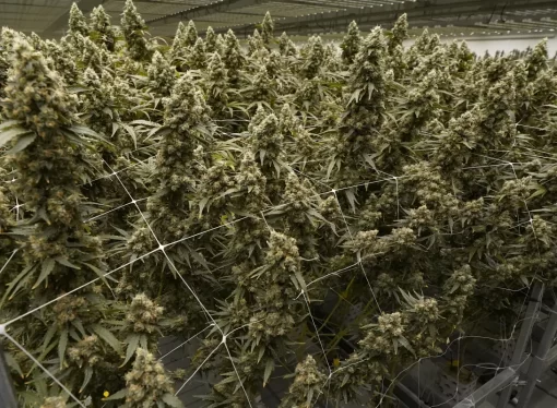 First legal medical marijuana sales are made in Mississippi