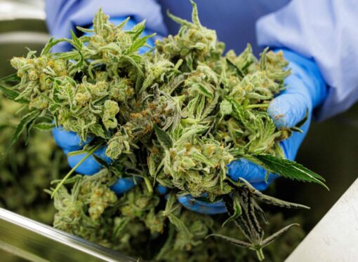 Celadon wins right to cultivate and make medicinal cannabis oil