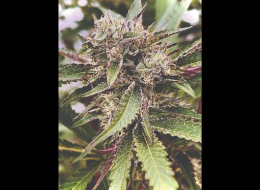 Medical marijuana bill gets hearing, with questions on the role of NC businesses  Read more at: https://www.charlotteobserver.com/news/politics-government/article272514777.html