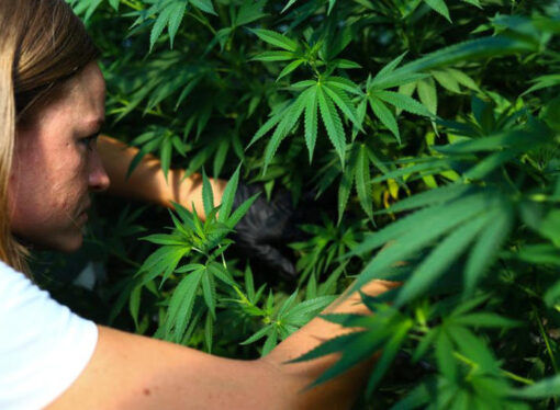 Argentina makes headway in establishing a cannabis export industry