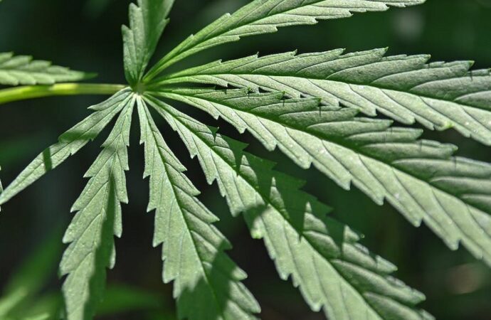 Kentucky Another Step Closer To Legal Medical Marijuana