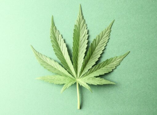 Cannabis on the Ballot: Key States to Watch in November