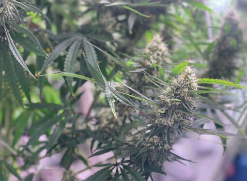 Texas’ medical marijuana program expansion is close. Will it do enough?