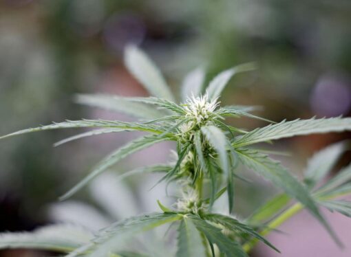 In late rush, medical marijuana bills sent to governor