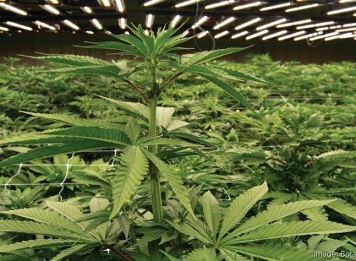 Medical marijuana sales start in Georgia. How big will the industry be?