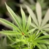 Florida Officials Divided Over Marijuana Legalization