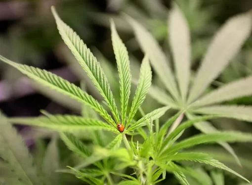 Florida Officials Divided Over Marijuana Legalization