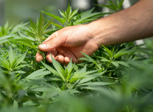 It Looks Like A Lot Of Aussies Support Legalising Cannabis