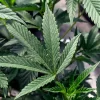 DOJ Warns Cannabis Lawsuit Could Hinder Rescheduling Efforts