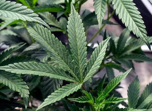 DOJ Warns Cannabis Lawsuit Could Hinder Rescheduling Efforts