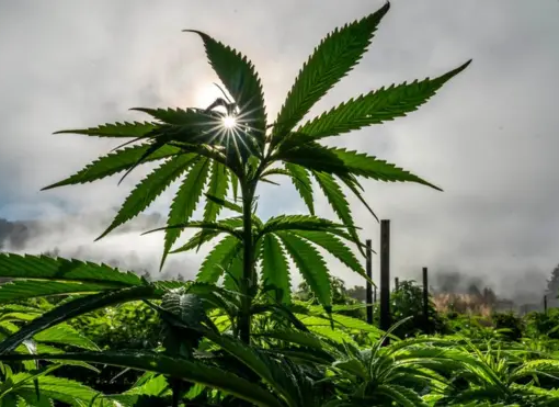 Biden Administration Pushes for Major Cannabis Policy Shift