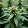 Ohio Medical Marijuana Patients Gain Right to Home Cultivation