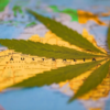 Australia’s Cannabis Landscape: A State-by-State Overview