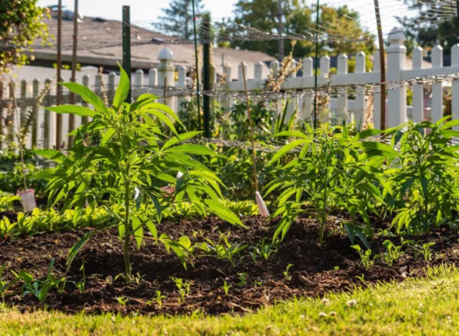 Florida Bill Sparks Debate Over Homegrown Medical Cannabis
