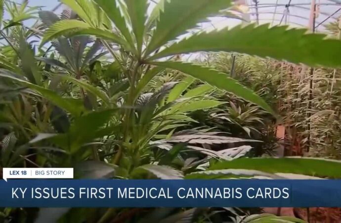 Kentucky Issues First Medical Marijuana Cards, Paving the Way for Patient Relief