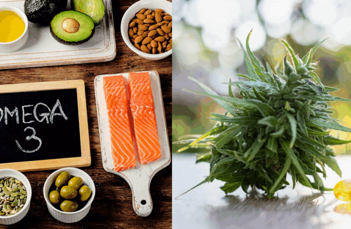 Study Finds Cannabis Oil and Omega-3s May Ease Nerve Pain